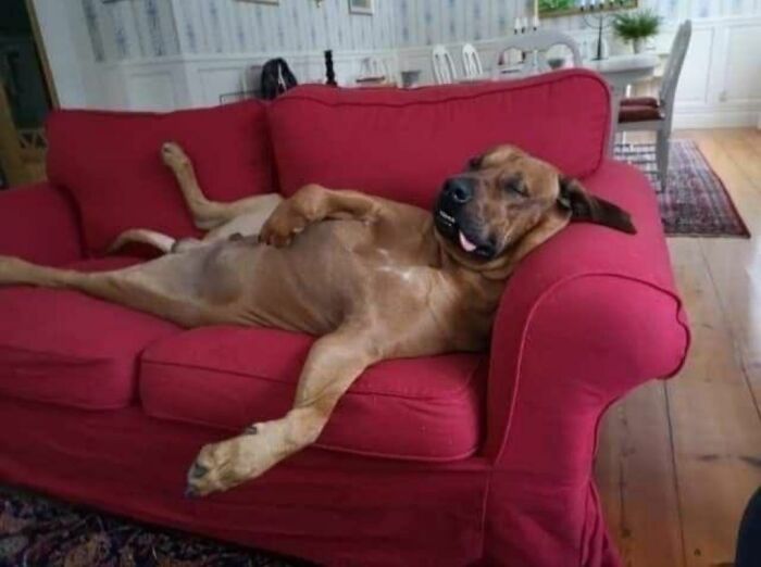 30 fotos engraçadas de cães que provam que eles são os verdadeiros donos da internet 30 fotos engraçadas de cães que provam que eles são os verdadeiros donos da internet