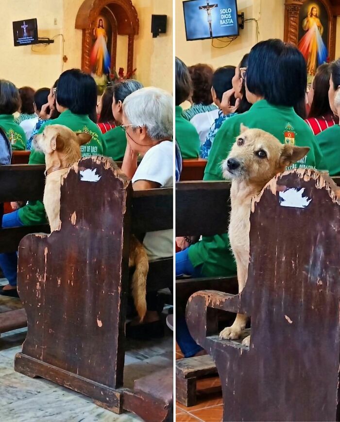 30 fotos engraçadas de cães que provam que eles são os verdadeiros donos da internet 1 30 fotos engraçadas de cães que provam que eles são os verdadeiros donos da internet 1