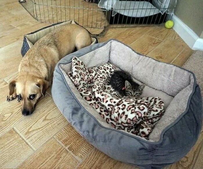 30 fotos engraçadas de cães que provam que eles são os verdadeiros donos da internet 2 30 fotos engraçadas de cães que provam que eles são os verdadeiros donos da internet 2