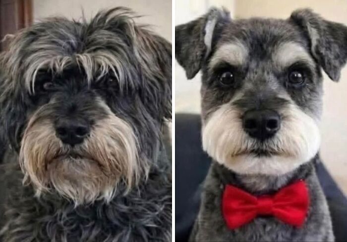 30 fotos engraçadas de cães que provam que eles são os verdadeiros donos da internet 3 30 fotos engraçadas de cães que provam que eles são os verdadeiros donos da internet 3