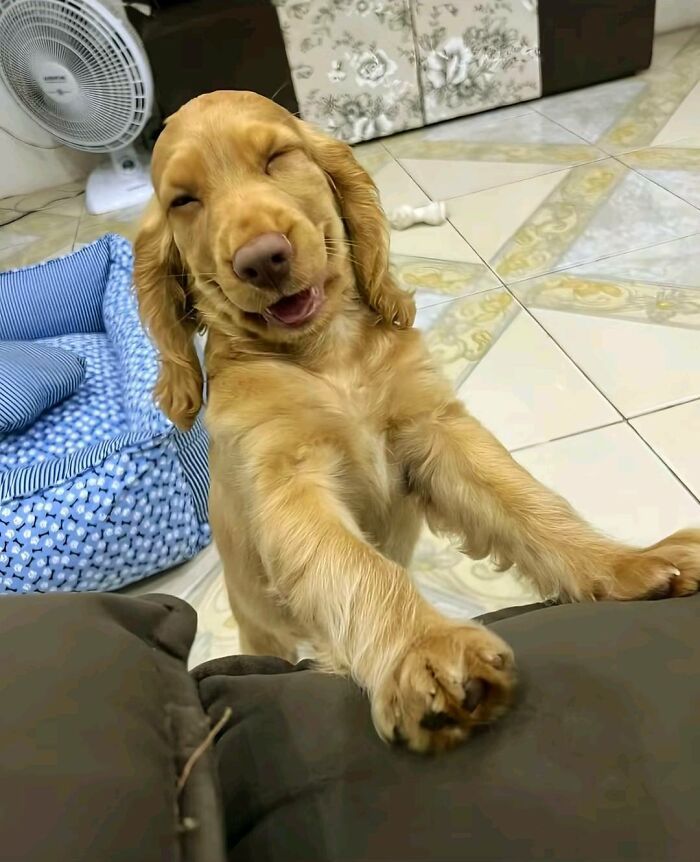 30 fotos engraçadas de cães que provam que eles são os verdadeiros donos da internet 4 30 fotos engraçadas de cães que provam que eles são os verdadeiros donos da internet 4