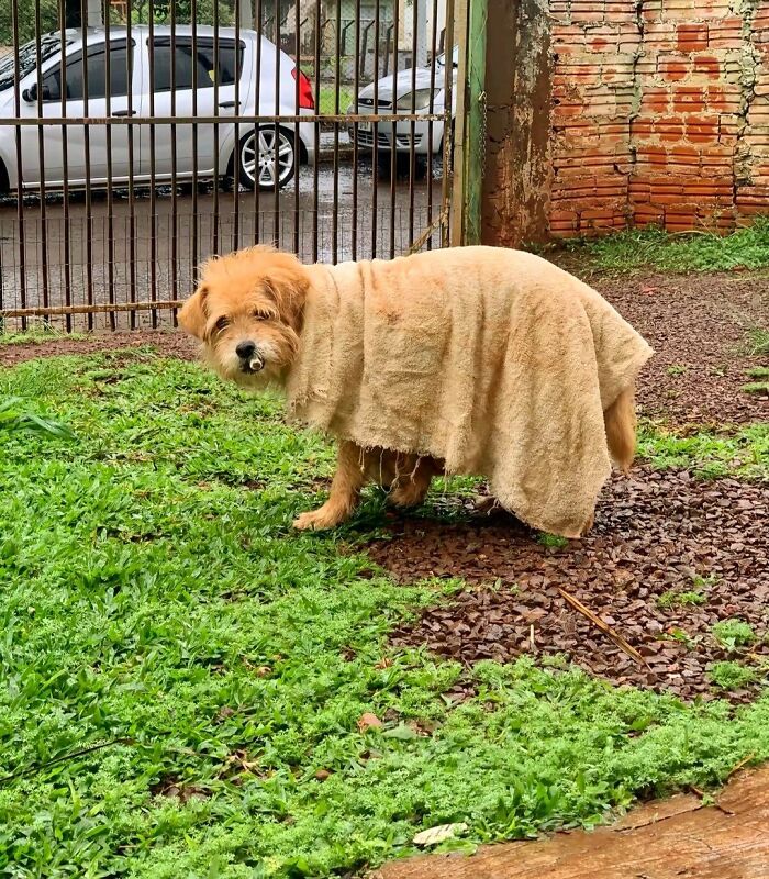 30 fotos engraçadas de cães que provam que eles são os verdadeiros donos da internet 5 30 fotos engraçadas de cães que provam que eles são os verdadeiros donos da internet 5
