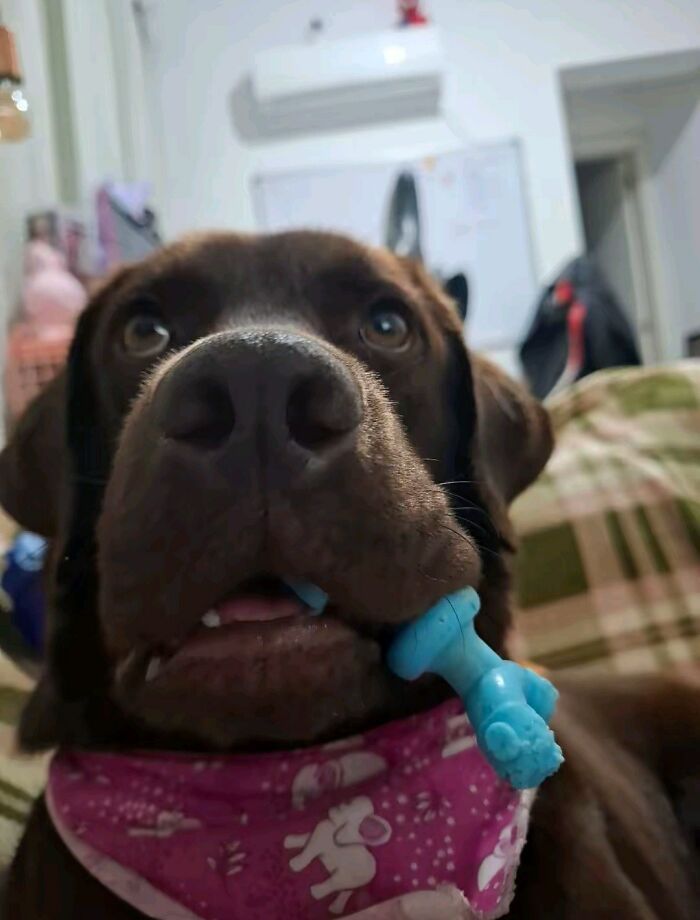 30 fotos engraçadas de cães que provam que eles são os verdadeiros donos da internet 6 30 fotos engraçadas de cães que provam que eles são os verdadeiros donos da internet 6