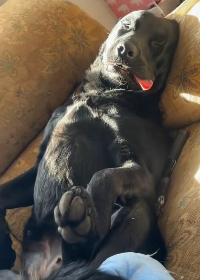 30 fotos engraçadas de cães que provam que eles são os verdadeiros donos da internet 7 30 fotos engraçadas de cães que provam que eles são os verdadeiros donos da internet 7