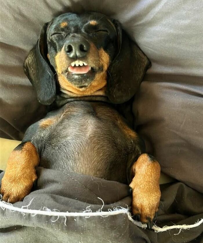 30 fotos engraçadas de cães que provam que eles são os verdadeiros donos da internet 9 30 fotos engraçadas de cães que provam que eles são os verdadeiros donos da internet 9