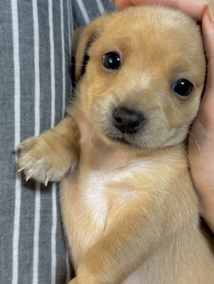 30 fotos engraçadas de cães que provam que eles são os verdadeiros donos da internet 10 30 fotos engraçadas de cães que provam que eles são os verdadeiros donos da internet 10
