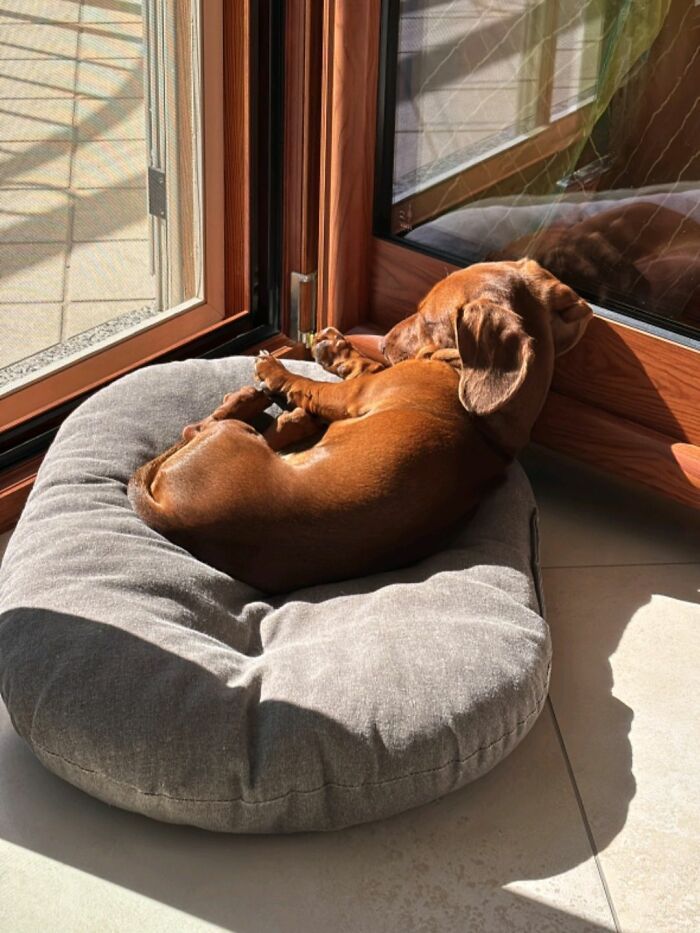 30 fotos engraçadas de cães que provam que eles são os verdadeiros donos da internet 11 30 fotos engraçadas de cães que provam que eles são os verdadeiros donos da internet 11