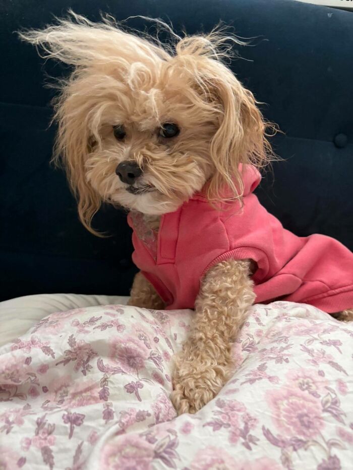 30 fotos engraçadas de cães que provam que eles são os verdadeiros donos da internet 13 30 fotos engraçadas de cães que provam que eles são os verdadeiros donos da internet 13