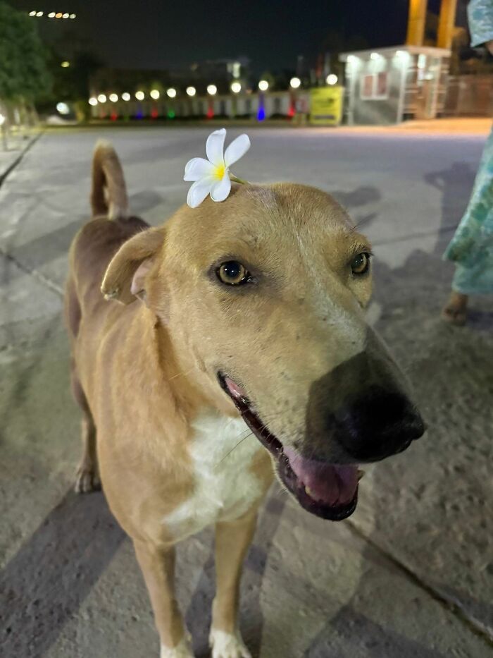 30 fotos engraçadas de cães que provam que eles são os verdadeiros donos da internet 14 30 fotos engraçadas de cães que provam que eles são os verdadeiros donos da internet 14