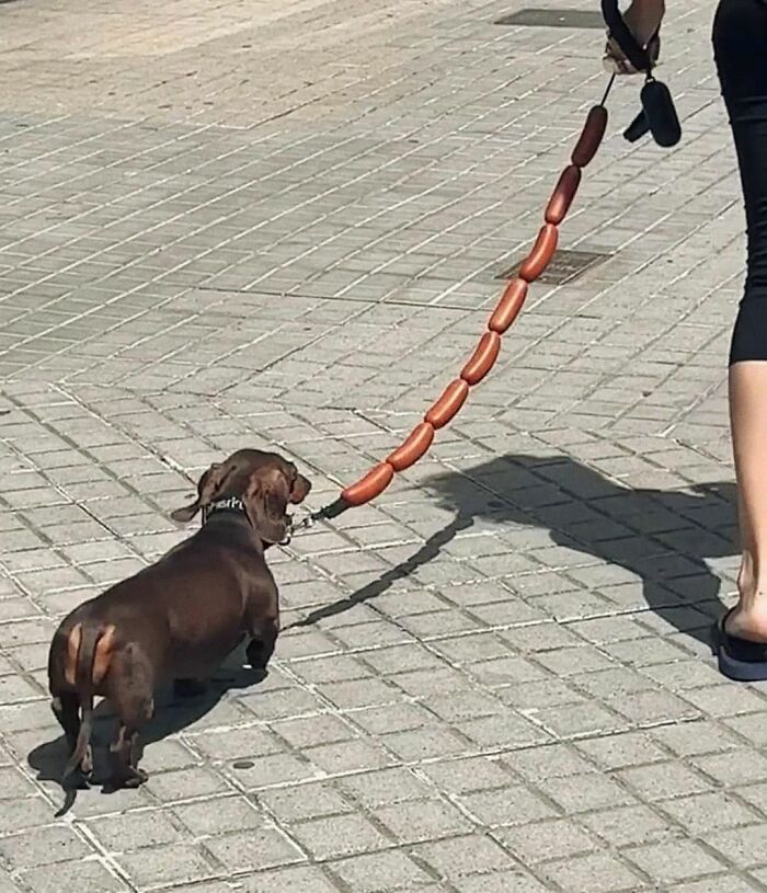 30 fotos engraçadas de cães que provam que eles são os verdadeiros donos da internet 15 30 fotos engraçadas de cães que provam que eles são os verdadeiros donos da internet 15