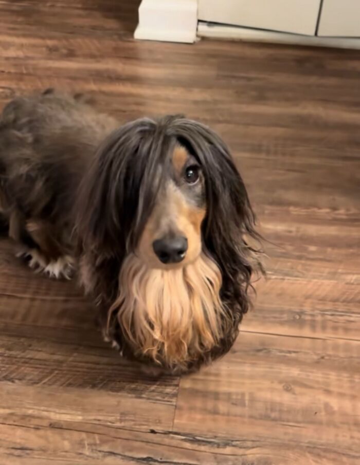 30 fotos engraçadas de cães que provam que eles são os verdadeiros donos da internet 20 30 fotos engraçadas de cães que provam que eles são os verdadeiros donos da internet 20