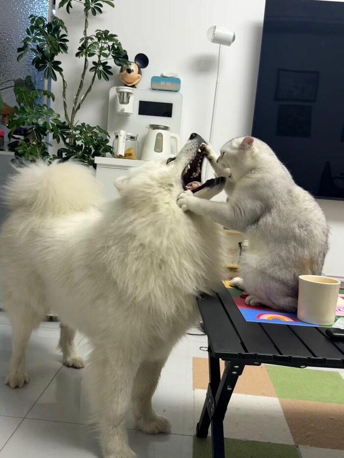 30 fotos engraçadas de cães que provam que eles são os verdadeiros donos da internet 22 30 fotos engraçadas de cães que provam que eles são os verdadeiros donos da internet 22