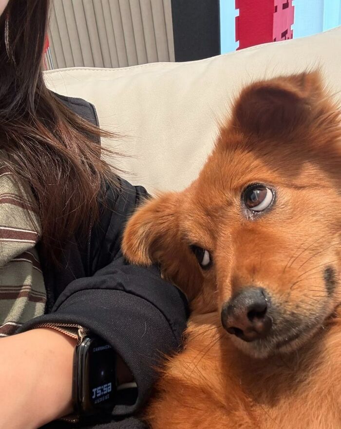 30 fotos engraçadas de cães que provam que eles são os verdadeiros donos da internet 23 30 fotos engraçadas de cães que provam que eles são os verdadeiros donos da internet 23