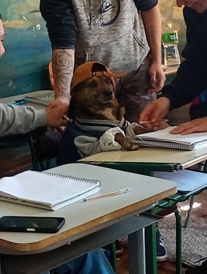 30 fotos engraçadas de cães que provam que eles são os verdadeiros donos da internet 24 30 fotos engraçadas de cães que provam que eles são os verdadeiros donos da internet 24