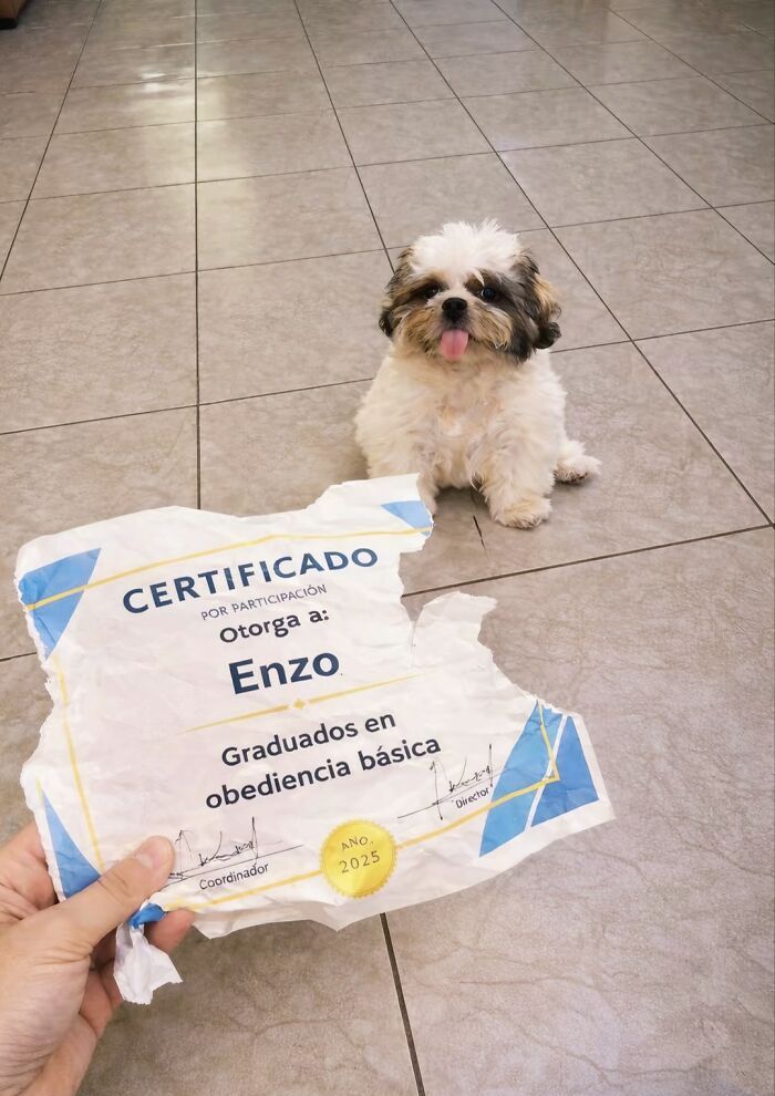 30 fotos engraçadas de cães que provam que eles são os verdadeiros donos da internet 25 30 fotos engraçadas de cães que provam que eles são os verdadeiros donos da internet 25