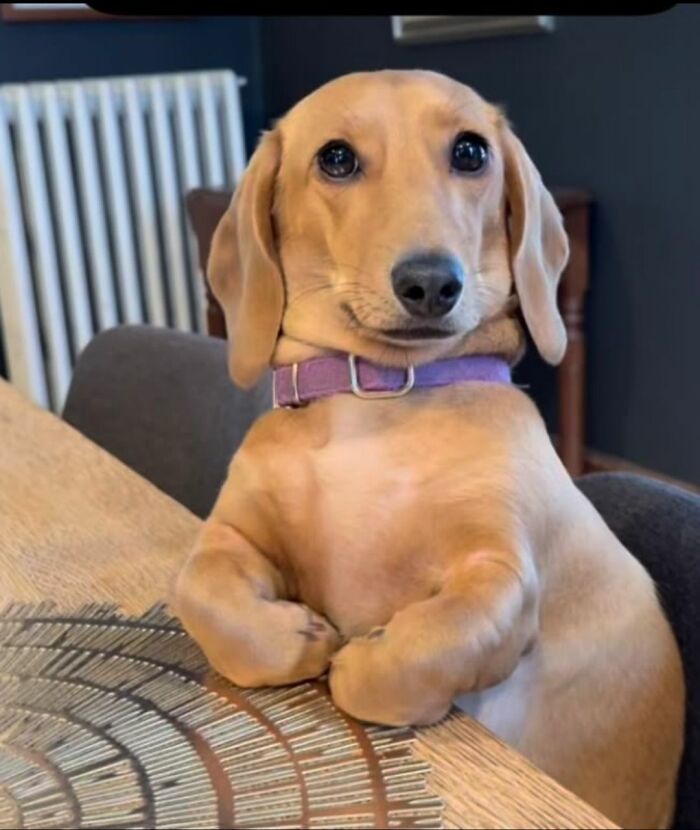 30 fotos engraçadas de cães que provam que eles são os verdadeiros donos da internet 26 30 fotos engraçadas de cães que provam que eles são os verdadeiros donos da internet 26