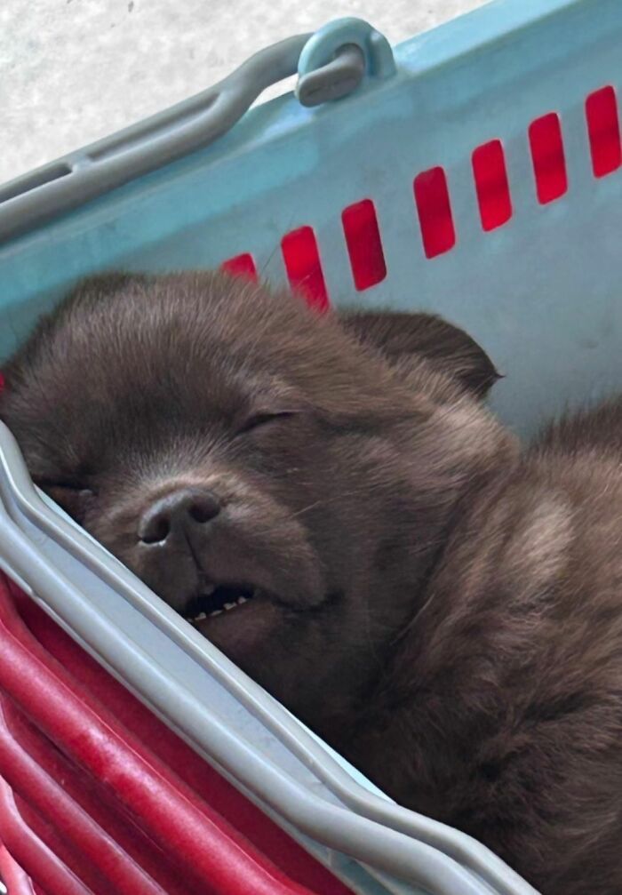 30 fotos engraçadas de cães que provam que eles são os verdadeiros donos da internet 29 30 fotos engraçadas de cães que provam que eles são os verdadeiros donos da internet 29