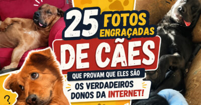 30 fotos engraçadas de cães que provam que eles são os verdadeiros donos da internet