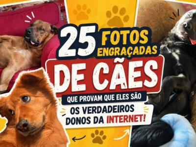 30 fotos engraçadas de cães que provam que eles são os verdadeiros donos da internet