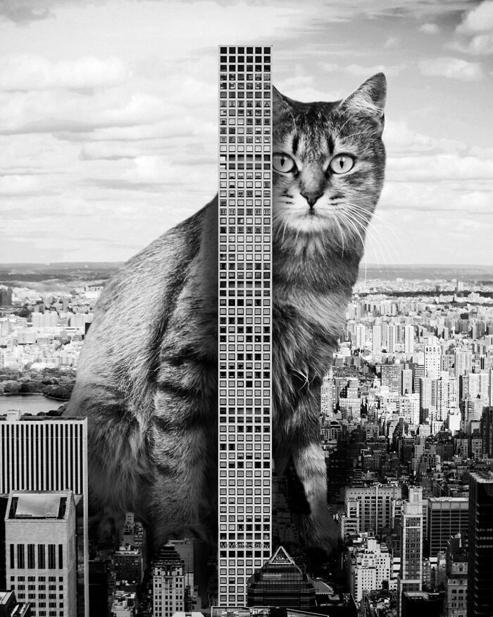 Gatos gigantes em cidades: as imagens surreais que mostram como seria o mundo dominado por felinos enormes (30 fotos) 1