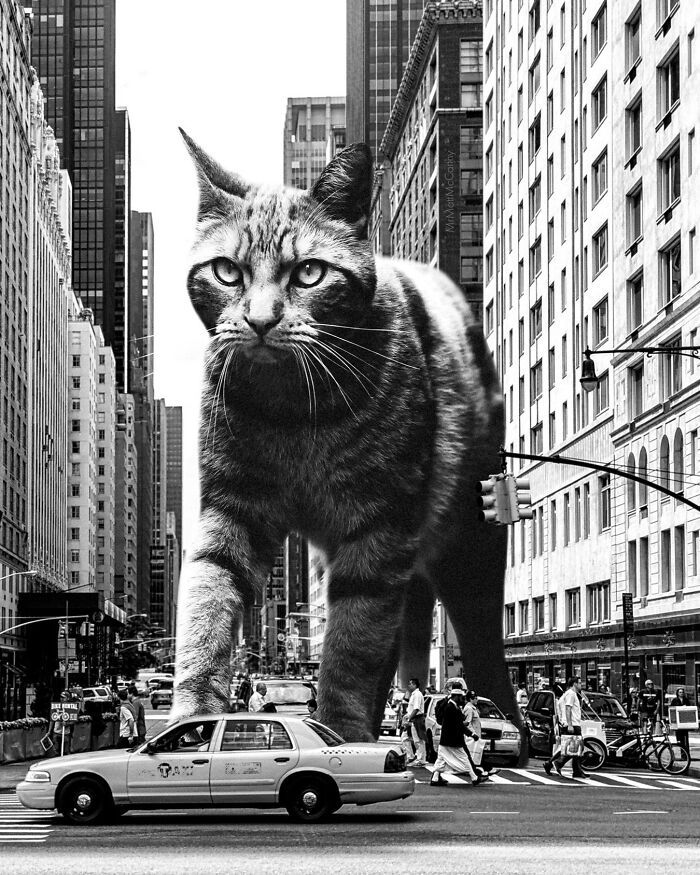 Gatos gigantes em cidades: as imagens surreais que mostram como seria o mundo dominado por felinos enormes (30 fotos) 3