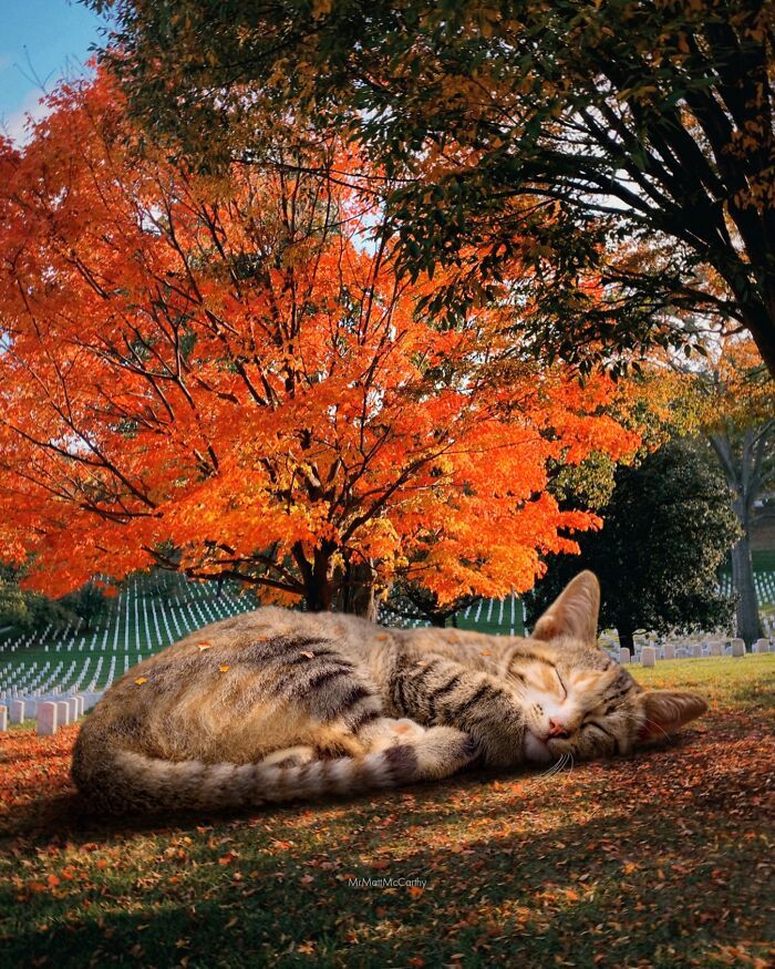 Gatos gigantes em cidades: as imagens surreais que mostram como seria o mundo dominado por felinos enormes (30 fotos) 4