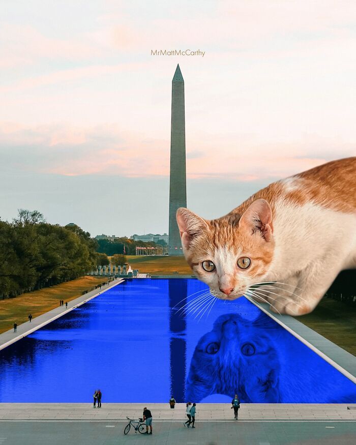 Gatos gigantes em cidades: as imagens surreais que mostram como seria o mundo dominado por felinos enormes (30 fotos) 5