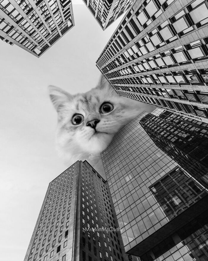 Gatos gigantes em cidades: as imagens surreais que mostram como seria o mundo dominado por felinos enormes (30 fotos) 10