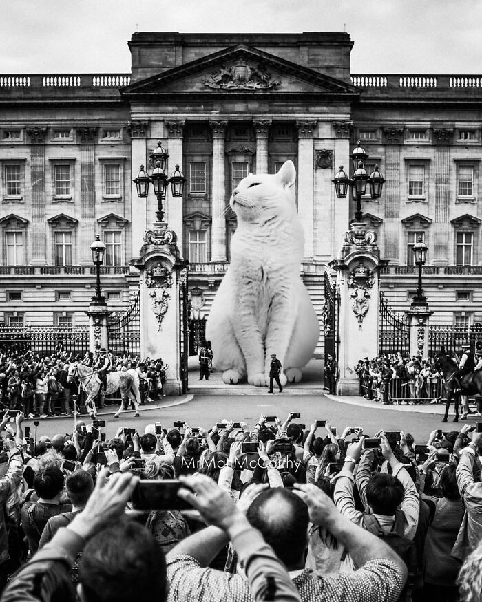 Gatos gigantes em cidades: as imagens surreais que mostram como seria o mundo dominado por felinos enormes (30 fotos) 13