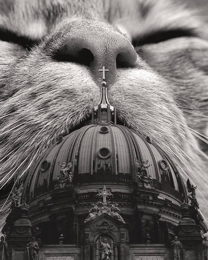 Gatos gigantes em cidades: as imagens surreais que mostram como seria o mundo dominado por felinos enormes (30 fotos) 14