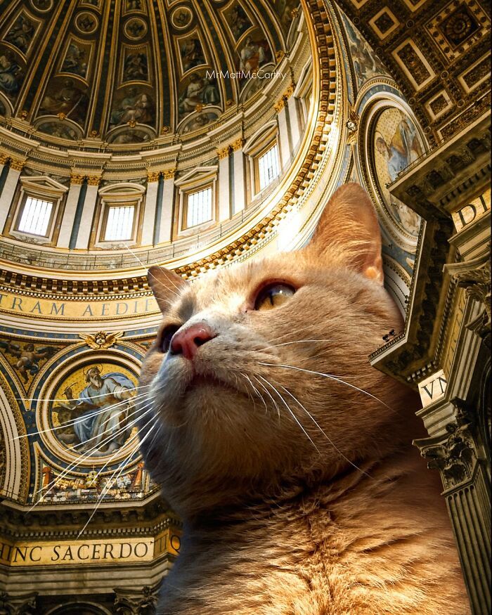 Gatos gigantes em cidades: as imagens surreais que mostram como seria o mundo dominado por felinos enormes (30 fotos) 15