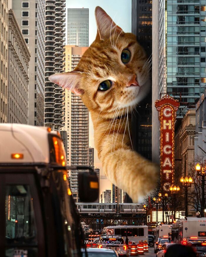 Gatos gigantes em cidades: as imagens surreais que mostram como seria o mundo dominado por felinos enormes (30 fotos) 16