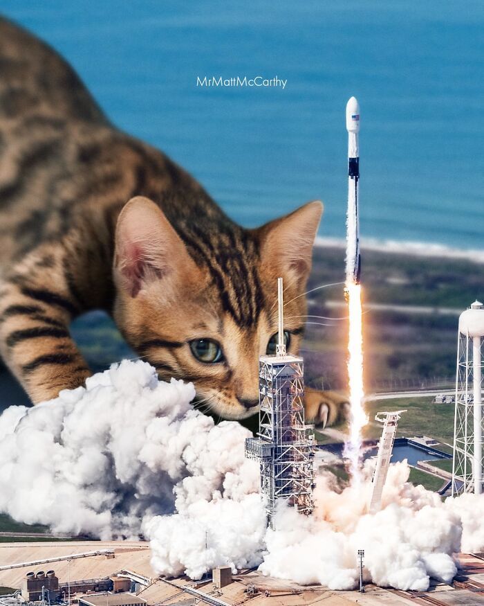 Gatos gigantes em cidades: as imagens surreais que mostram como seria o mundo dominado por felinos enormes (30 fotos) 19