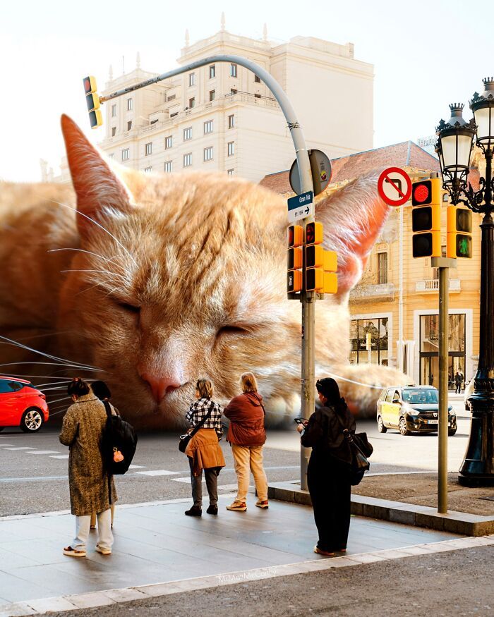 Gatos gigantes em cidades: as imagens surreais que mostram como seria o mundo dominado por felinos enormes (30 fotos) 23