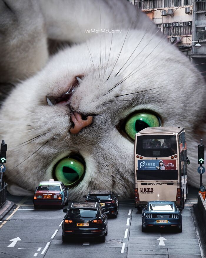 Gatos gigantes em cidades: as imagens surreais que mostram como seria o mundo dominado por felinos enormes (30 fotos) 26