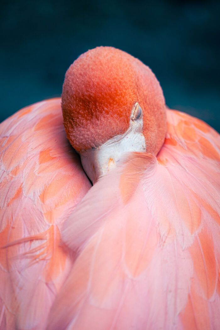 Fotografia de natureza: as imagens impressionantes que revelam detalhes invisíveis aos nossos olhos 