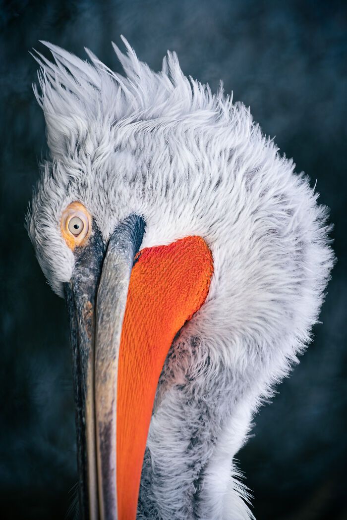 Fotografia de natureza: as imagens impressionantes que revelam detalhes invisíveis aos nossos olhos (31 fotos) 1