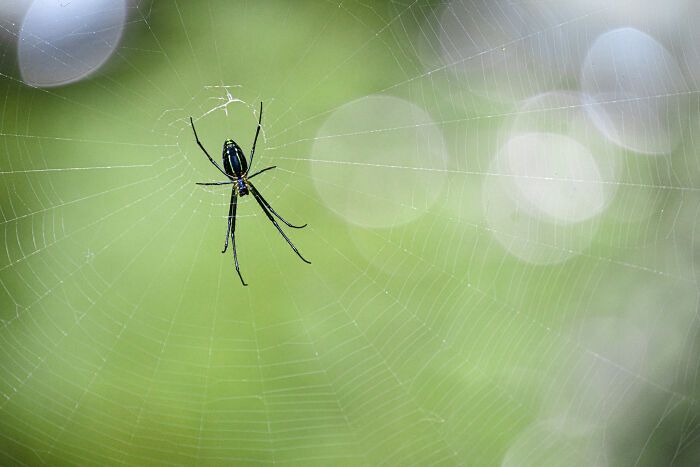 Fotografia de natureza: as imagens impressionantes que revelam detalhes invisíveis aos nossos olhos (31 fotos) 2