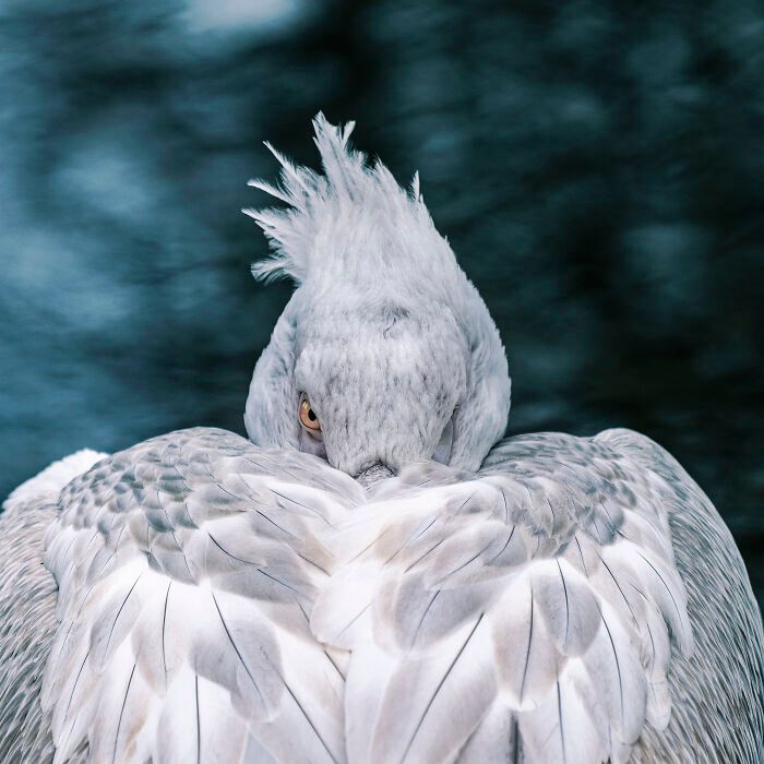Fotografia de natureza: as imagens impressionantes que revelam detalhes invisíveis aos nossos olhos (31 fotos) 3