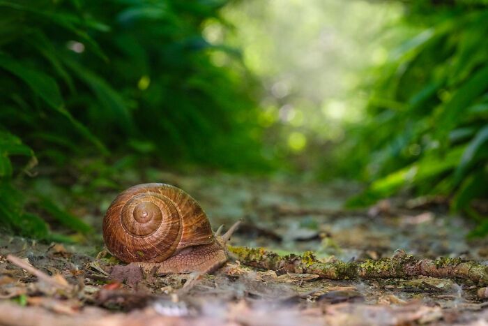 Fotografia de natureza: as imagens impressionantes que revelam detalhes invisíveis aos nossos olhos (31 fotos) 4