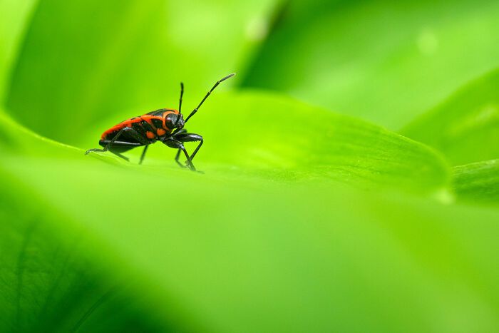 Fotografia de natureza: as imagens impressionantes que revelam detalhes invisíveis aos nossos olhos (31 fotos) 5