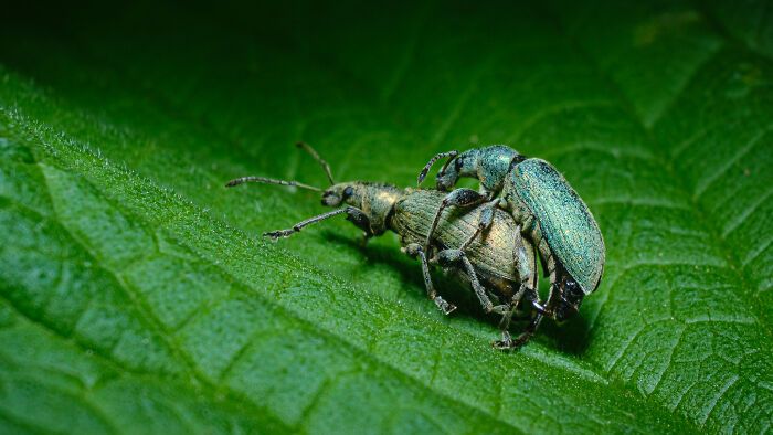 Fotografia de natureza: as imagens impressionantes que revelam detalhes invisíveis aos nossos olhos (31 fotos) 6