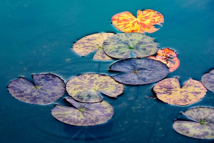 Fotografia de natureza: as imagens impressionantes que revelam detalhes invisíveis aos nossos olhos (31 fotos) 10