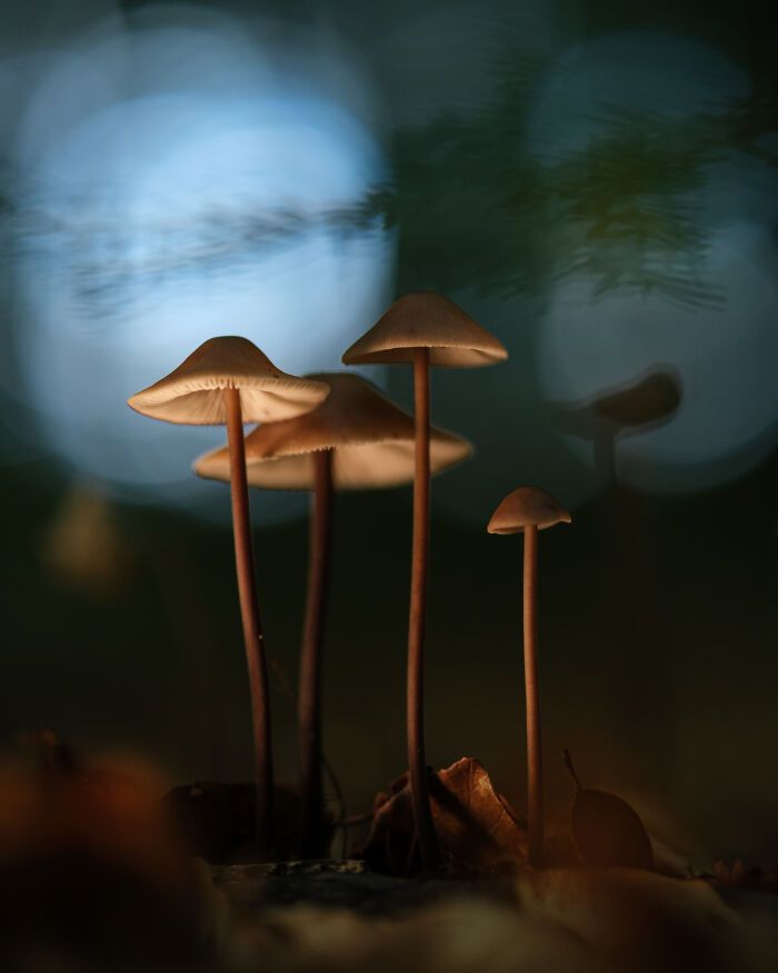 Fotografia de natureza: as imagens impressionantes que revelam detalhes invisíveis aos nossos olhos (31 fotos) 12
