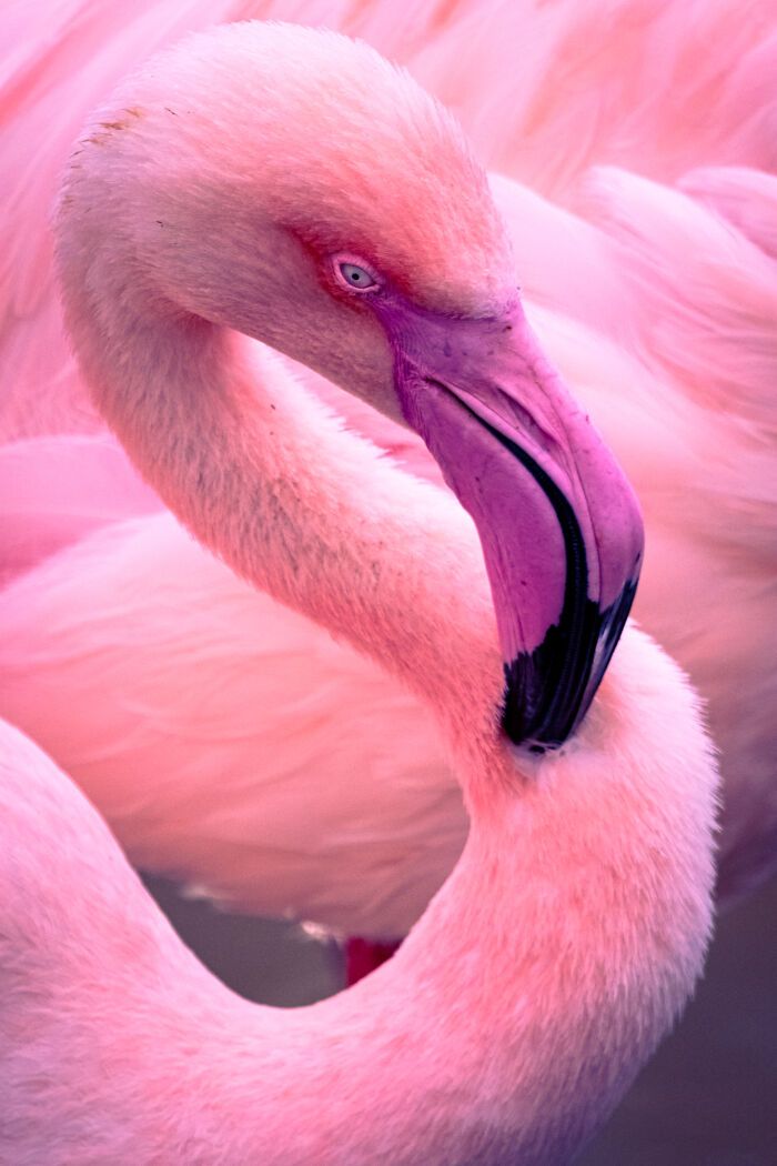 Fotografia de natureza: as imagens impressionantes que revelam detalhes invisíveis aos nossos olhos (31 fotos) 15