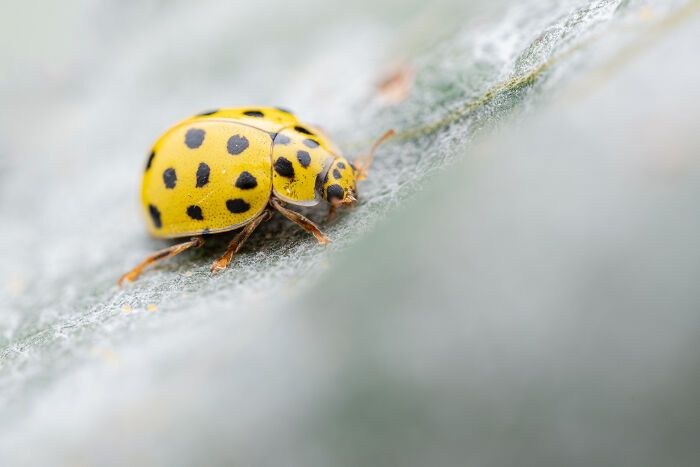 Fotografia de natureza: as imagens impressionantes que revelam detalhes invisíveis aos nossos olhos (31 fotos) 16