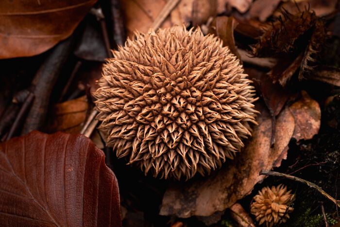 Fotografia de natureza: as imagens impressionantes que revelam detalhes invisíveis aos nossos olhos (31 fotos) 17