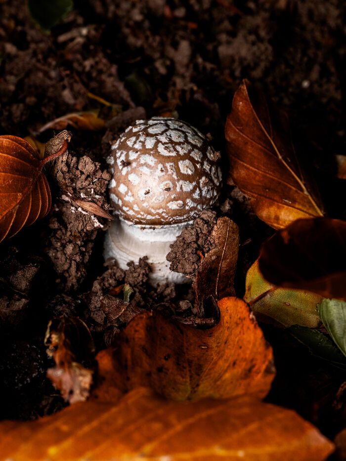Fotografia de natureza: as imagens impressionantes que revelam detalhes invisíveis aos nossos olhos (31 fotos) 19