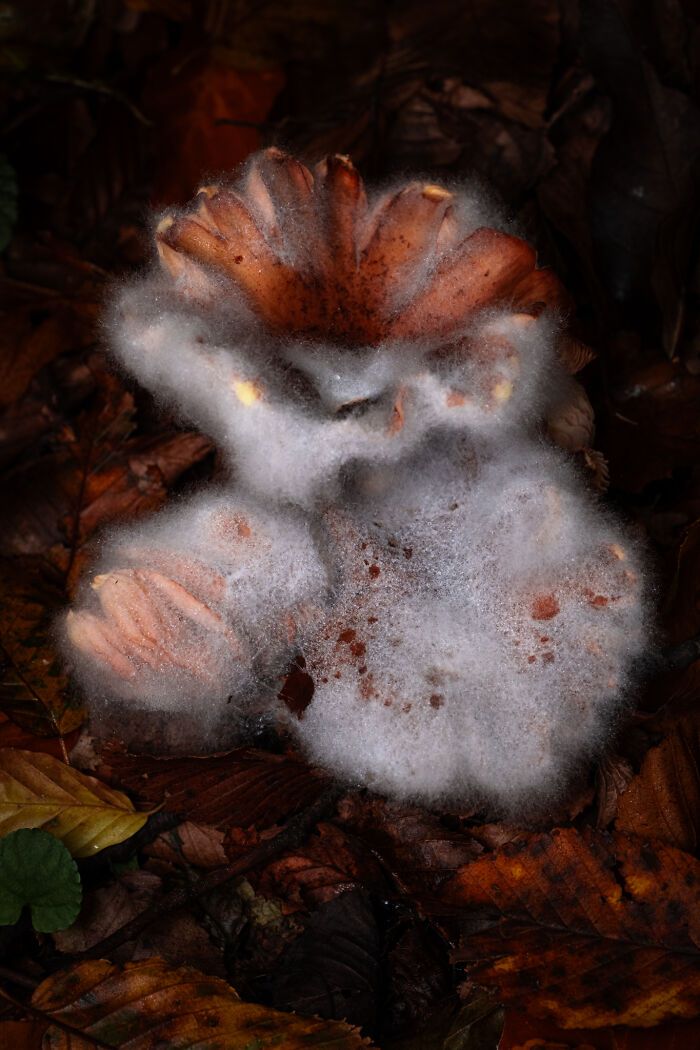 Fotografia de natureza: as imagens impressionantes que revelam detalhes invisíveis aos nossos olhos (31 fotos) 20