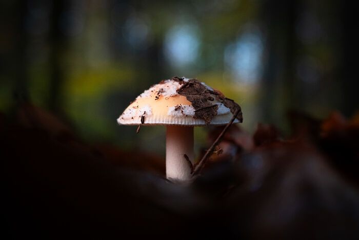 Fotografia de natureza: as imagens impressionantes que revelam detalhes invisíveis aos nossos olhos (31 fotos) 22